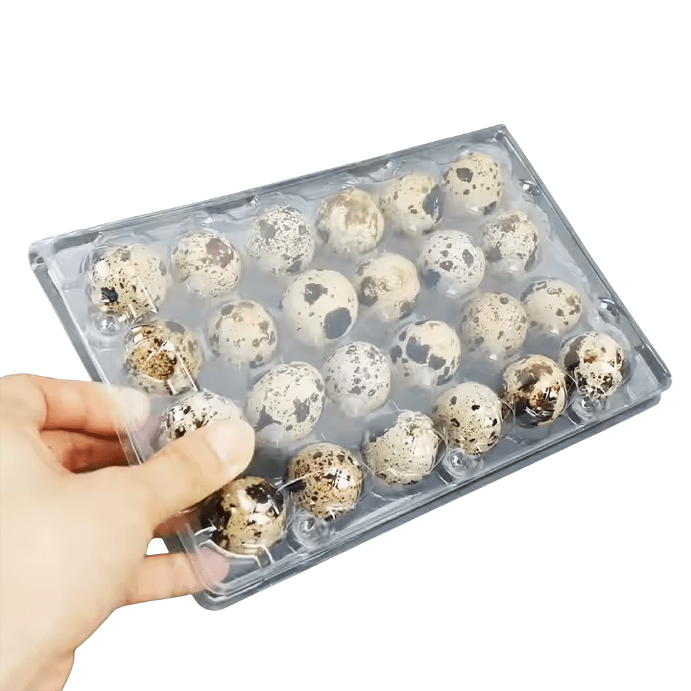 100 Jumbo Quail Egg Cartons Only for Coturnix Bobwhite Quail Two Dozen