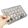 thumbnail image 2 of 100 Jumbo Quail Egg Cartons Only for Coturnix Bobwhite Quail Two Dozen, 2 of 6