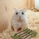 thumbnail image 1 of Palitos para Masticar Conejos ANGGREK Hierba de Alfalfa para Mascotas, 1 of 7