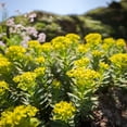 thumbnail image 3 of Sigma 12mm F1.4 DC | Contemporary for Fuji X, 3 of 5