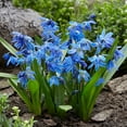 thumbnail image 1 of Flower Bulbs - Scilla Siberica Siberian Squill (30 Bulbs), 1 of 1