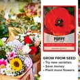 thumbnail image 6 of Red Corn Poppy Seeds, 6 of 7