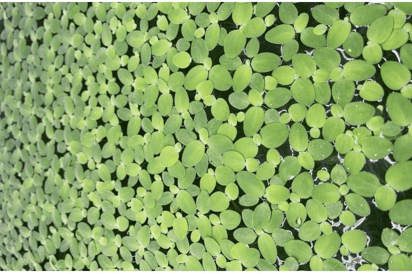 Floating Wonders Plant Pack – Live Freshwater Floating Aquarium Plants