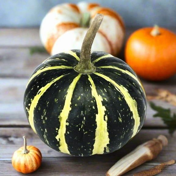 TomorrowSeeds - Flat Striped Ornamental Gourd Seeds - 50  Count - For 2025 Planting Miniature Autumn
