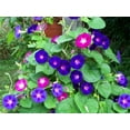 thumbnail image 3 of TomorrowSeeds - Morning Glory Tall Mix Seeds - 1500+ Count - For 2026 Planting Ipomoea Purpurea, 3 of 10