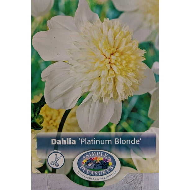 The blonde dahlia