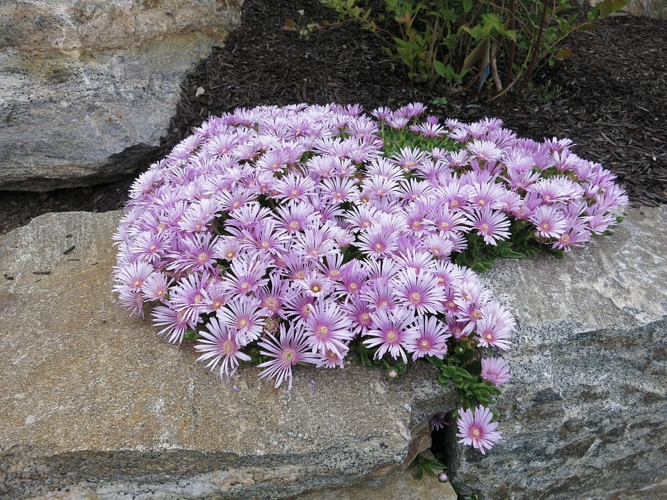 Mini ice plant pdf picture