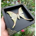 thumbnail image 4 of Framed Luna Moth Inspired Artwork Black Shadow Box Curiosity Oddity Gothic Decor Dark Home Wall Hanging Tabletop Reading Room Gallery Art K19-39-DE, 4 of 10