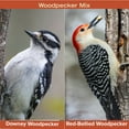 thumbnail image 3 of Blue Seal Woodpecker Mix Premium Bird Seed -Attracts Wide Variety of Wild Birds - Convenient Shell-Free Mix - 8 Pound Bag - New, 3 of 9