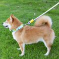 thumbnail image 6 of Dog Collar and Leash Set | Blue Dog Collar | Durable Nylon for All Size Dogs Everyday Walks, 6 of 6