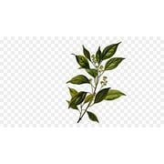 ArOmis Organic Ravensara Essential Oil - USDA Certified - 100% Pure Therapeutic Grade - 30ml (1 fl oz), Undiluted, Premium, Oils Perfect for Aromatherapy Diffuser