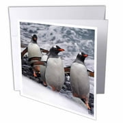 3dRose Gentoo Penguin , Greeting Cards, 6 x 6 inches, set of 6