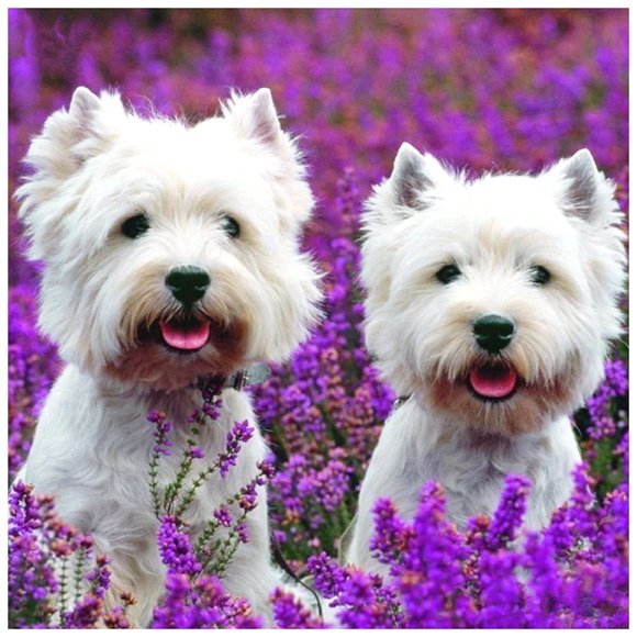 5D Full Drill Painting Dog diy Embroidery Animal Decor (283)