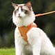 thumbnail image 3 of La correa para gatos en posición supina se puede utilizar para gatos y perros que caminan de noche con cinta reflectante., 3 of 5