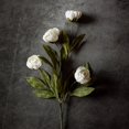 thumbnail image 2 of Flores artificiales de peonía VIERENA, 12 piezas, 69 cm, color crema, 2 of 9