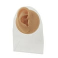 thumbnail image 2 of facefd Silicone Ear Model Simulation Piercing Tool Ear Display Three-Dimensional for Teaching Instruction Acupuncture Right Ear/Rack, 2 of 9