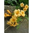 thumbnail image 2 of 10 Graines de Vigne Trompette Colibri Jaune Fleur Campsis Radicans Flava Grimpeur, 2 of 10