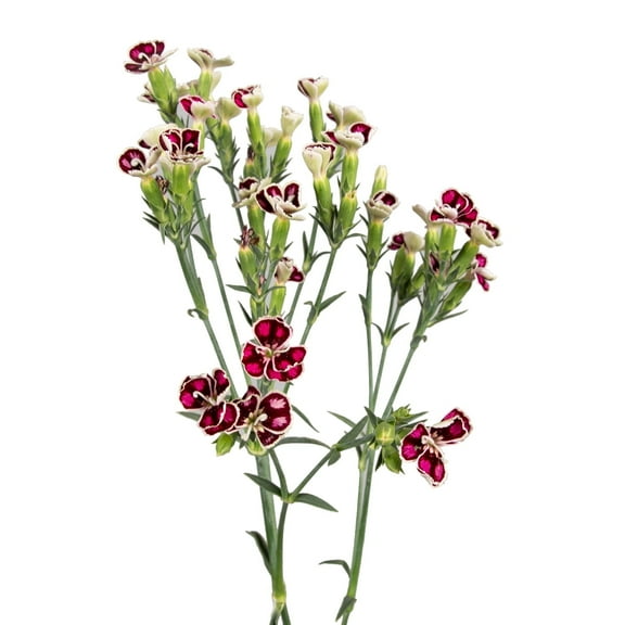 Bloomingmore - Rafines Faye Fresh Flowers, 300 Stems