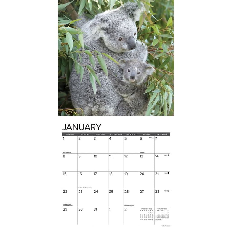 Willow Creek Press, Koala Bears 2023 Mini Wall Calendar - Walmart.com