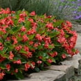 thumbnail image 5 of Expert Gardener 1.5G Begonia Senator Iq Series Scarlet Hanging Basket Live Plant, 5 of 6