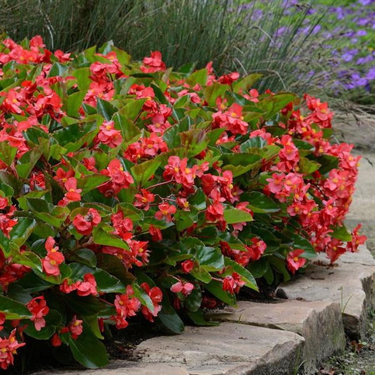 Expert Gardener 1.5g Begonia Senator IQ Series Scarlet Hanging