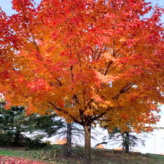 Yellow Sycamore Live Plants, Dormant Orange Trees in Quart Pot, Ornamental Platanus for Planting