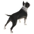 thumbnail image 3 of Figura de perro realista, juguete para , Bull Terrier, dinosaurio, Bully, Pitbull, perfke  Juguete de figura animal, 3 of 8