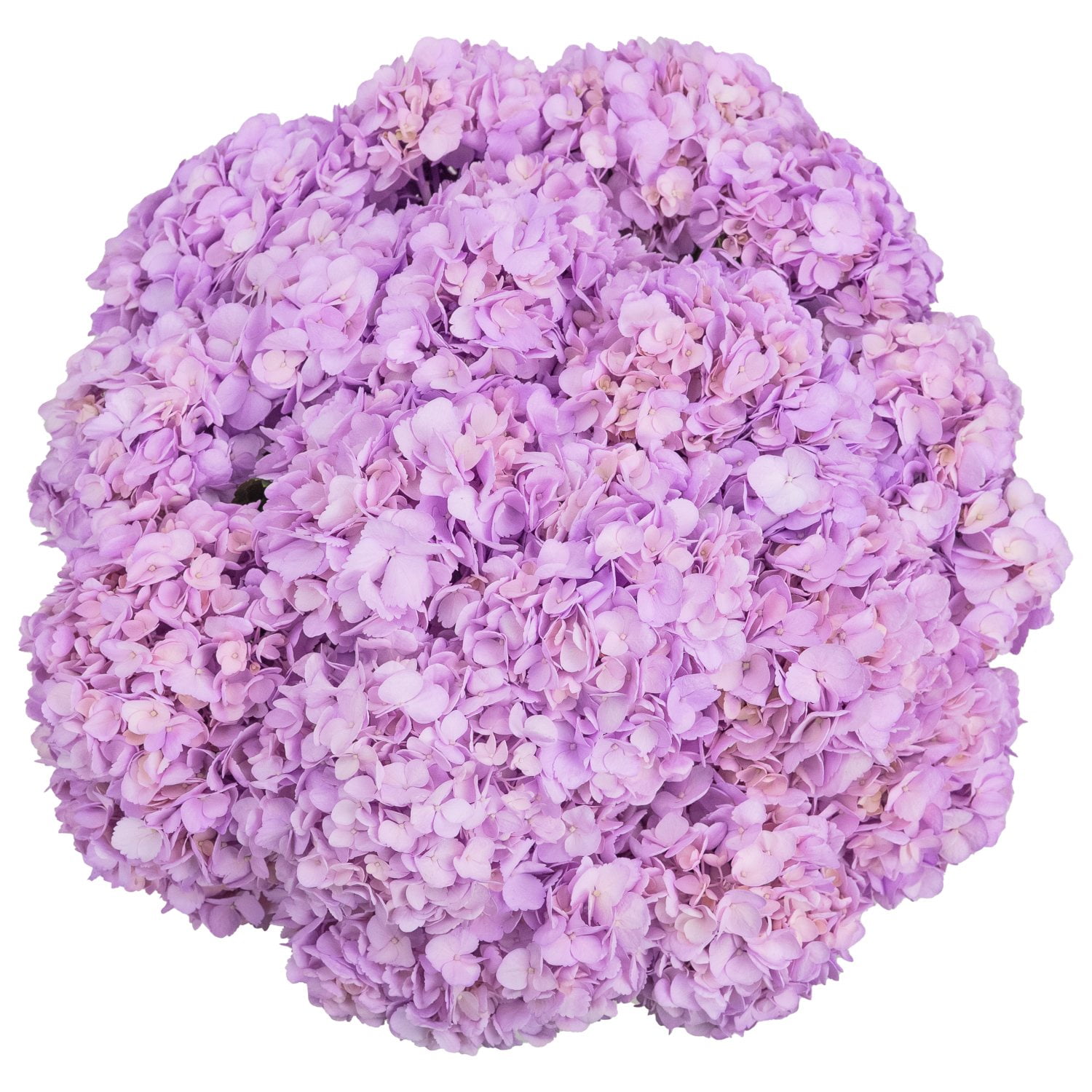 ☆hydrangea☆さま 専用です Member's Mark Color Enhanced Hydrangeas, 20 stems (choose