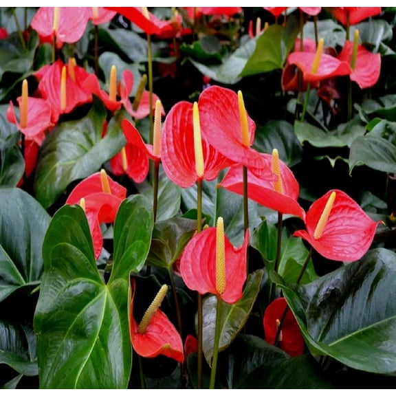 Hawaiian Red Live Anthurium Plant 4"-8" Tall Rooted 2" Pot. Shade - Partial Sun