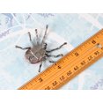 thumbnail image 3 of Alilang Gunmetal Crystal Rhinestones Abdomen Beaded Body Tarantula Spider Insect Pin Brooch, 3 of 5