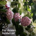thumbnail image 3 of American Plant Exchange Hoya Compacta Hindu Rope, 4-Inch Pot, Live Flowering Wax Plant, Exotic Indoor Houseplant, 3 of 8