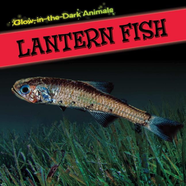 lantern fish philadelpia lantern fish philadelpia