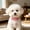 Pink, variant on Rhinestone Pet Bow Collar for Dogs and Cats, Adjustable Crystal Flower Necklace Style Pet Accessory for Weddings, Parties, Holidays and Photoshoot Wear, Cute Bling Pet Jewelry for Small Pets