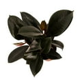 thumbnail image 2 of American Plant Exchange Burgundy Rubber Tree, Ficus Elastica 6" Pot, Bold And Stunning Black Houseplant, 2 of 5