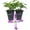 2 Plants, variant on Clematis Triternata Rubromarginata - Live Starter Plant in a 2 Inch Growers Pot - Starter Plants Ready for The Garden - Rare Clematis for Collectors