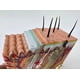 thumbnail image 4 of Human Skin and Hair Structure Enlarge Model Skin Layer Structure Model skin structure anatomy cosmetic training, 4 of 5