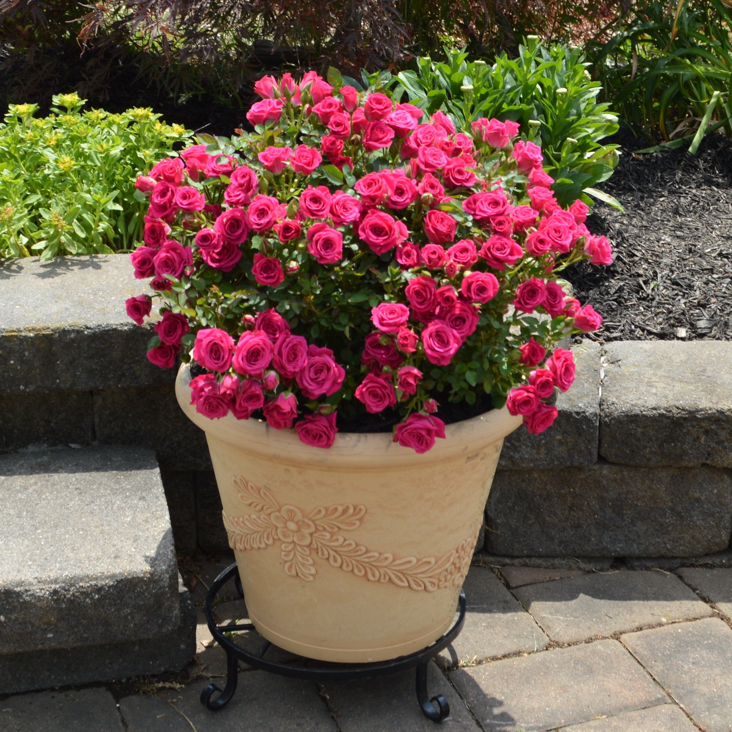 National Plant Network 2 Gallon Live Rose Dragon Fruit Sunblaze with Magenta Flowers