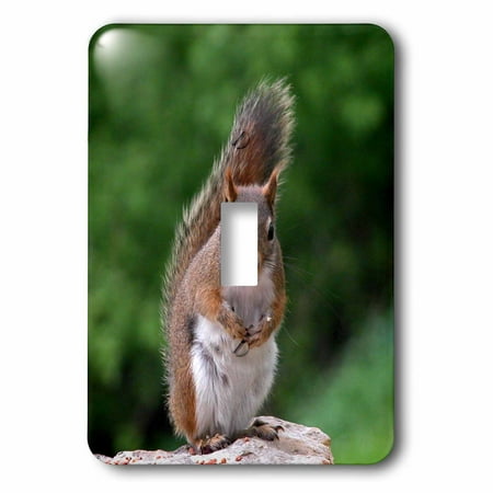 Attitude Squirrel - 3dRose Red Squirrel with Attitude - Single Toggle Switch (lsp_22427_1)