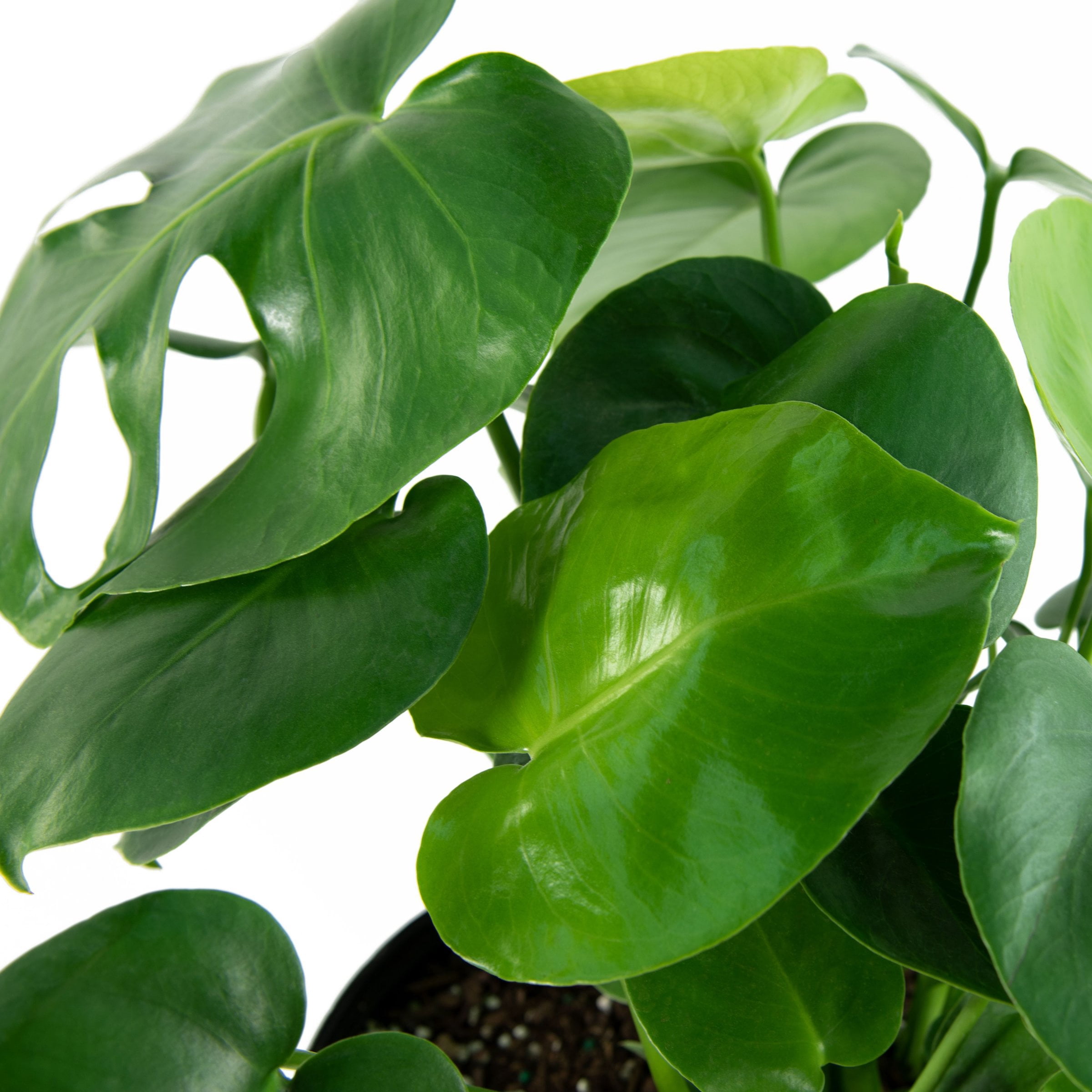 6 in. Monstera Deliciosa Plant in Grower Container