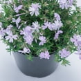 thumbnail image 6 of Expert Gardener 2.5 Quart Multicolor Creeping Phlox Perennial Groundcover Outdoor Live Plants Full Sun, 6 of 14