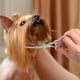 thumbnail image 5 of Tijeras de peluquería canina Pamolo acero inoxidable recubiertas de titanio curvas y adelgazantes, 5 of 5