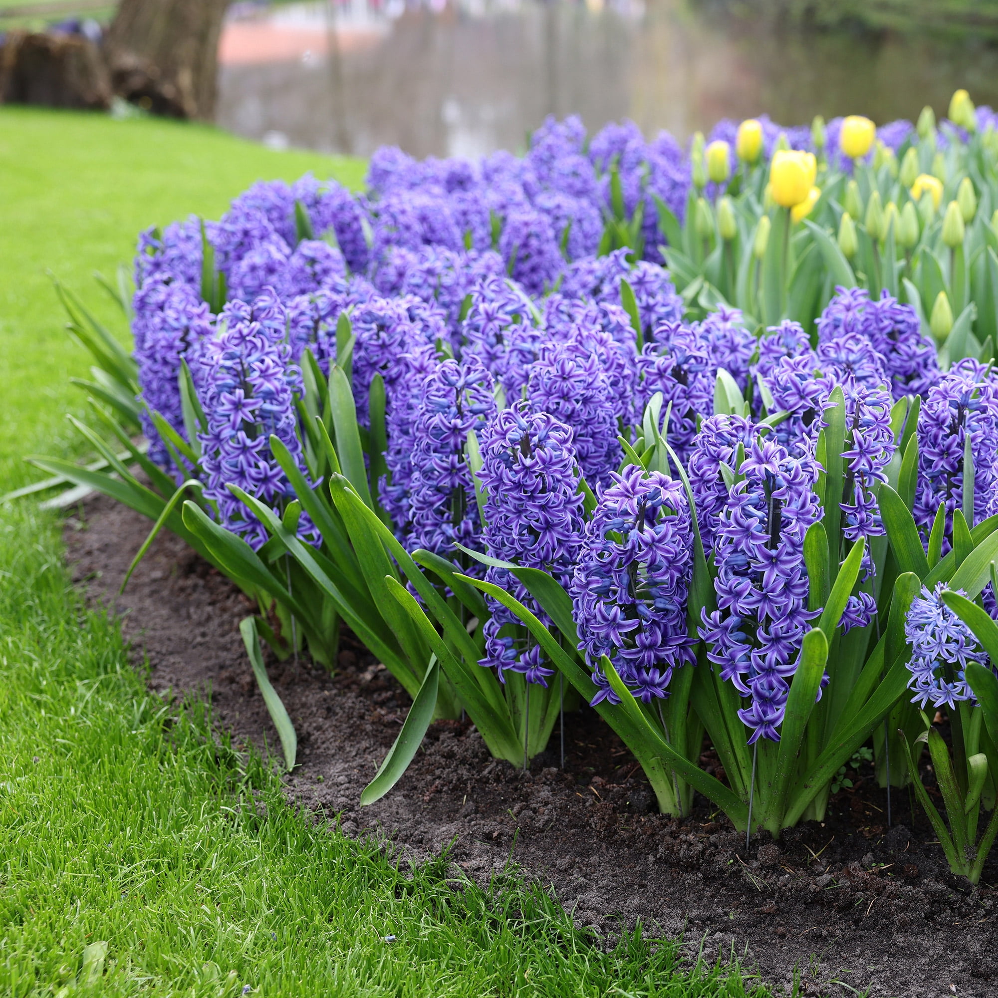 Garden State Bulb Blue Jacket Hyacinth Flower Bulbs, 15/16cm, Fragrant (Bag of 50)