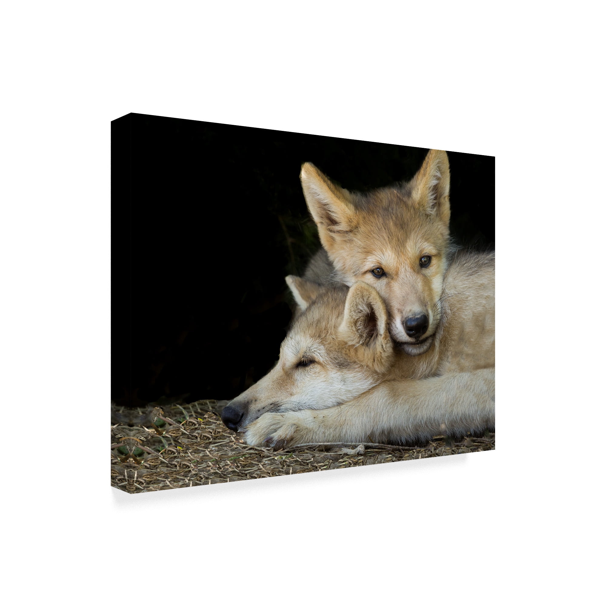 Trademark Fine Art 'Wolf Pup Brothers' Canvas Art by Galloimages Online