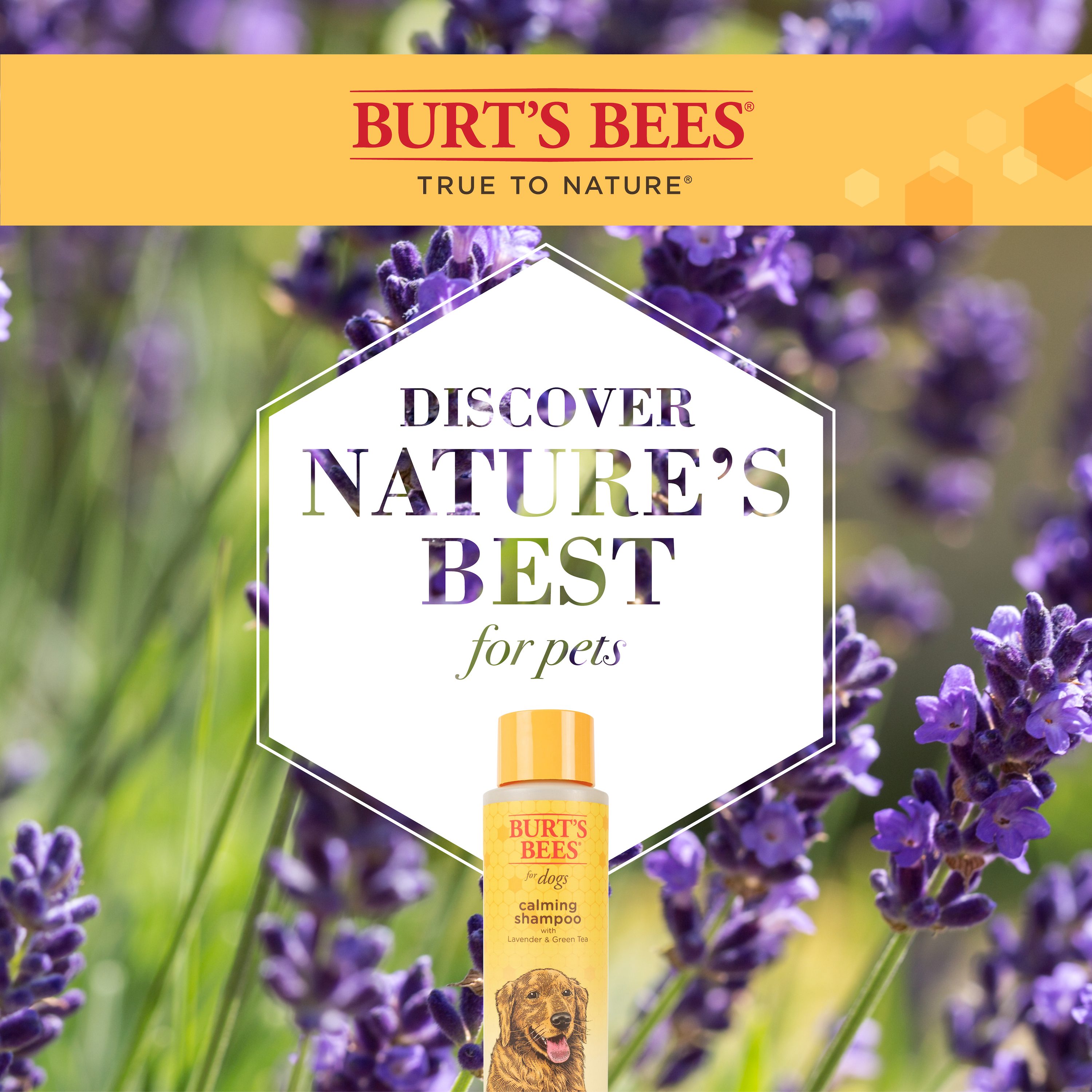Burt's Bees Natural Calming Dog Shampoo, Lavender & Green Tea photo 3
