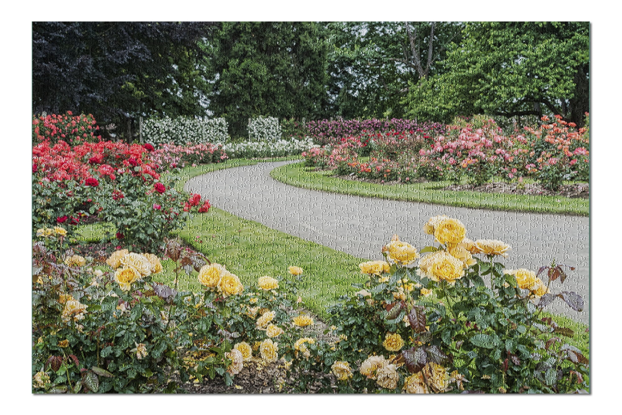 Owen Rose Garden Eugene Or Website Owen Rose Garden Eugene Or Website