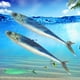 thumbnail image 2 of Señuelo Suave Sal Swimbait Bsvklp 3D 2 Uds, 2 of 9