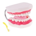 thumbnail image 3 of Nuevo Kit de Modelo de Lengua de de con Cepillo de para Juguete de Ciencia de de Anatomía, 3 of 9