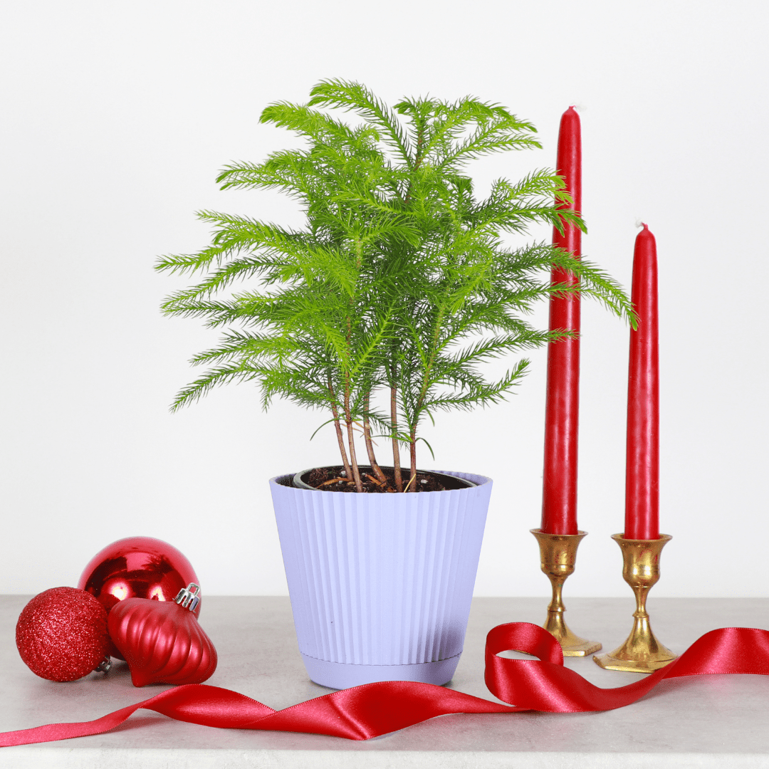 Live Norfolk Pine Plant - Air Purifying - 4" Decorative Pot Cover - Thorsen's Greenhouse