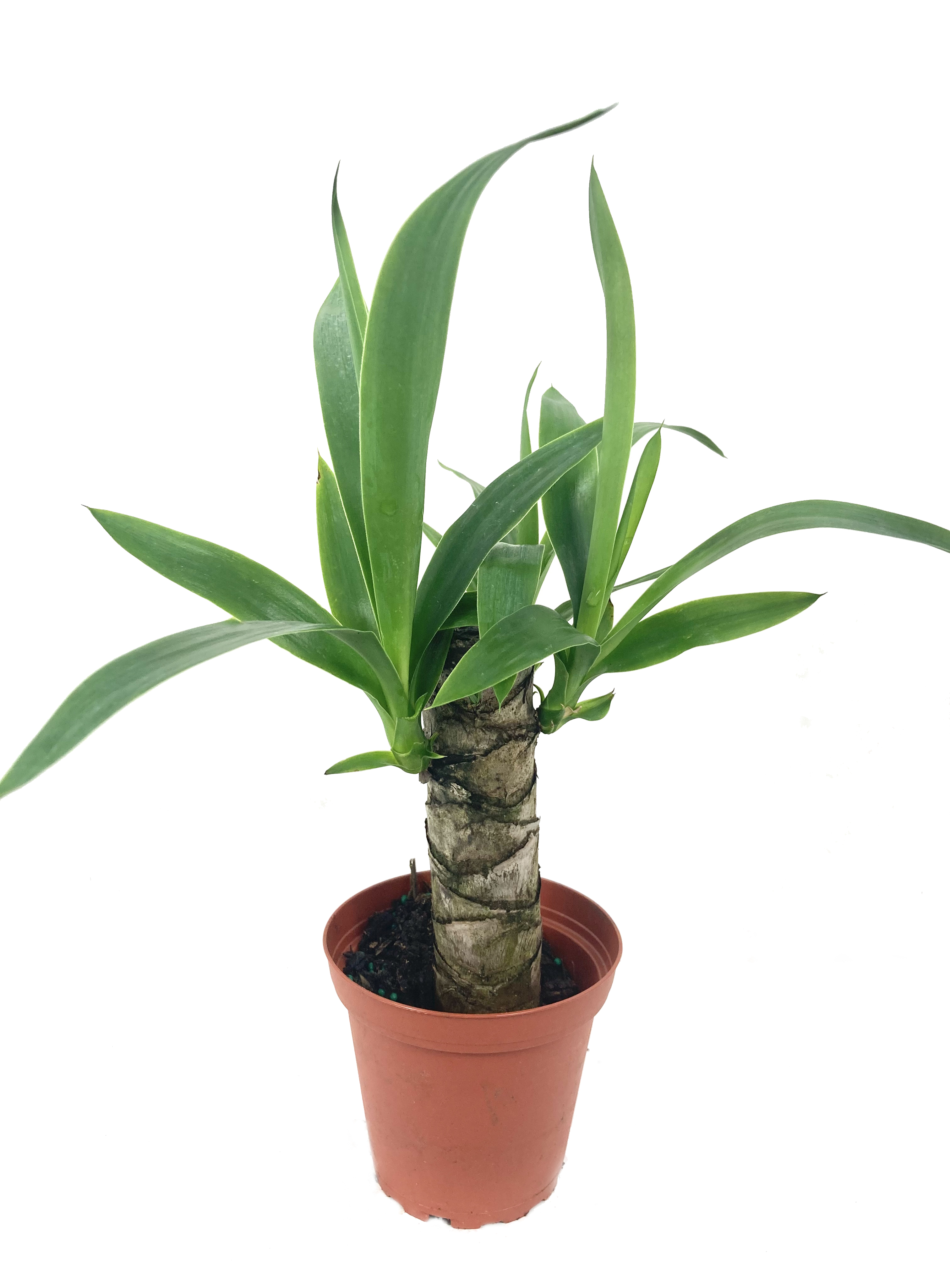 Yucca Cane Plant Live Plant in a 4 inch Pot Yucca Guatemalensis