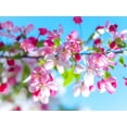 thumbnail image 2 of Frank, Assaf 14x12 White Modern Wood Framed Museum Art Print Titled - Cherry Blossom flowers, 2 of 4